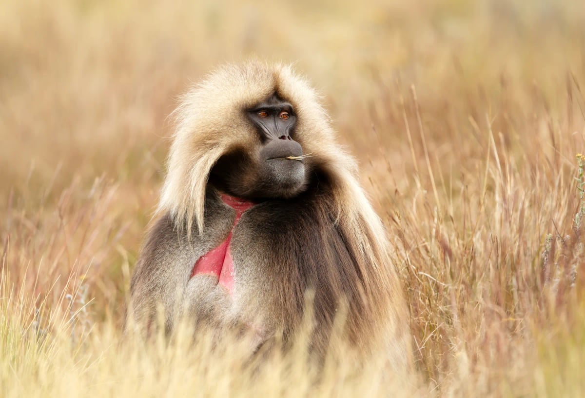 Photo by Dgwildlife on iStock Gelada Baboon in the wild