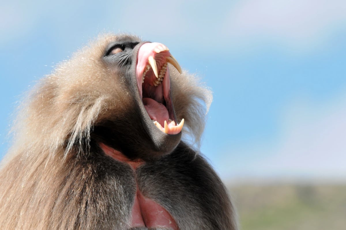 Gelada Baboon in the wild