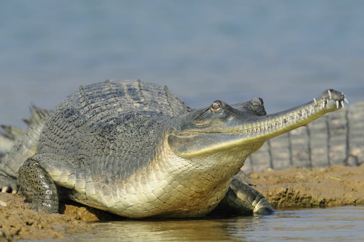 Gharial