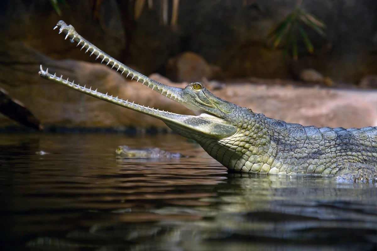 Photo by riskms on iStock Gharial in the wild