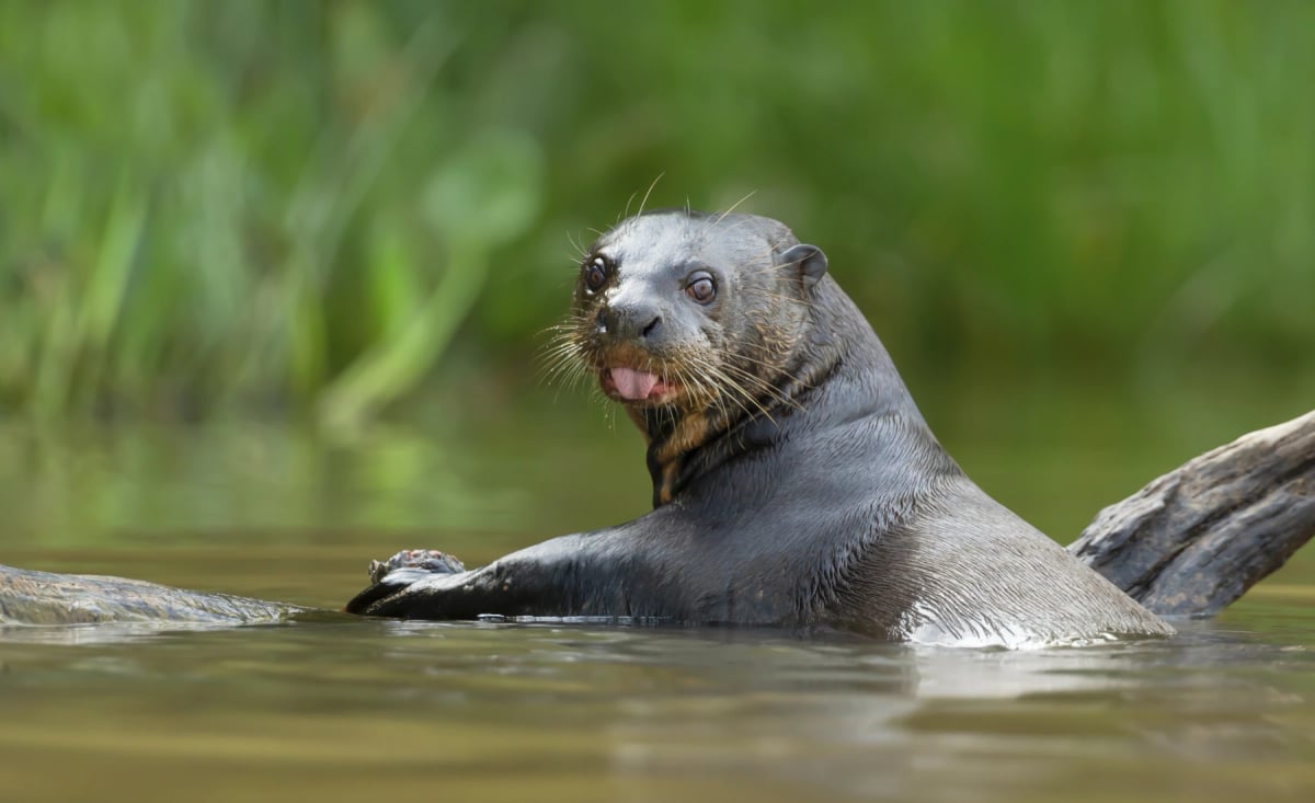 Giant Otter