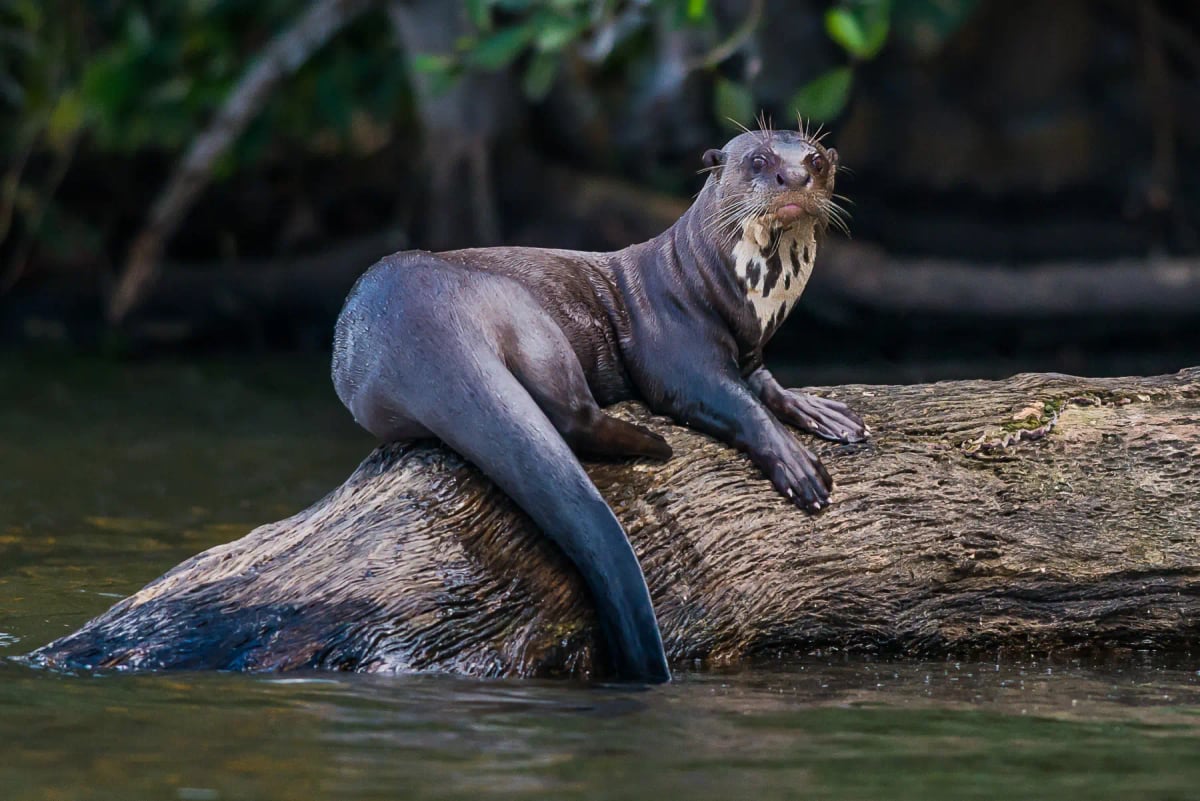 Photo by OSTILL on iStock Giant Otter in the wild