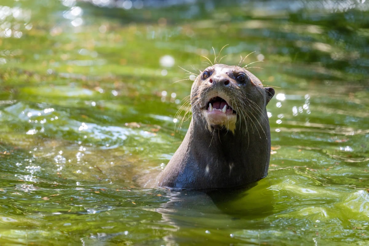 Giant Otter in the wild