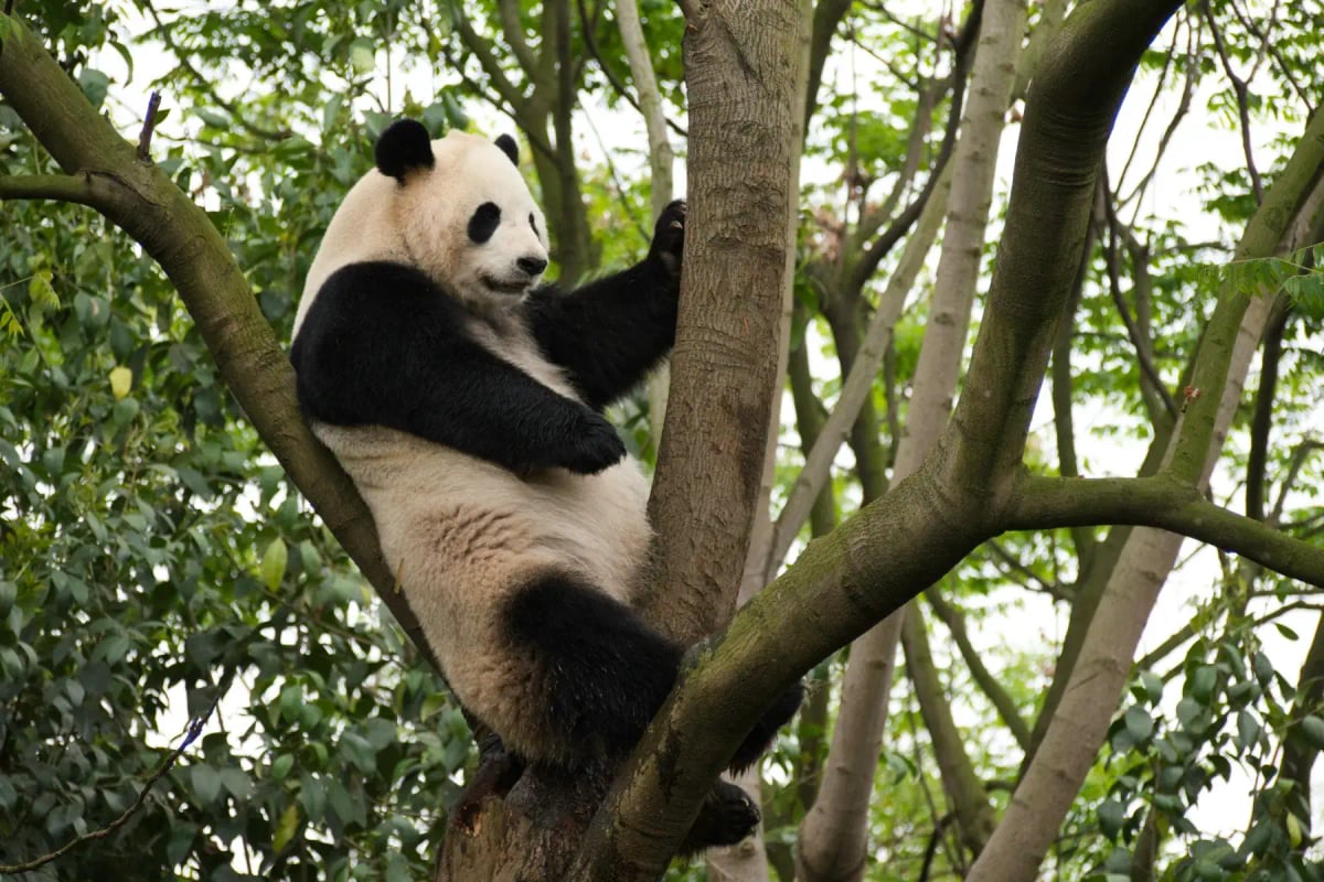 Photo by Alexander Schimmeck on Unsplash Giant Panda in the wild