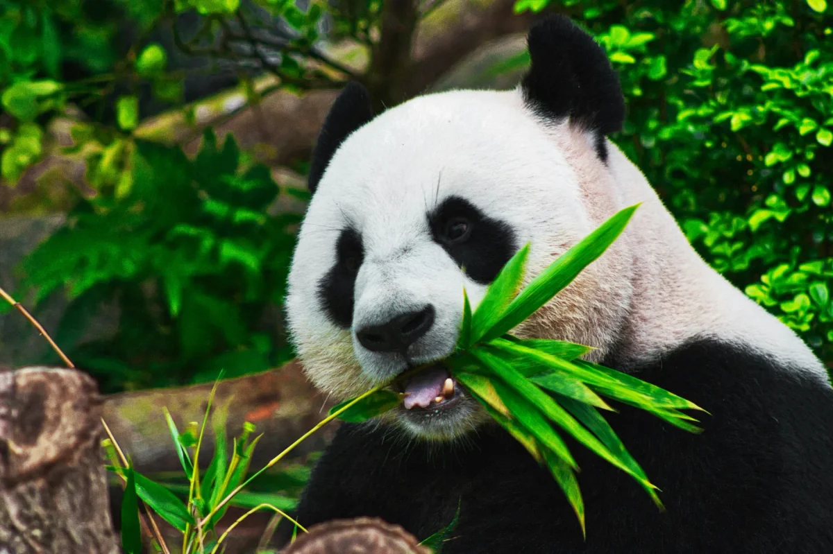 Giant Panda in the wild