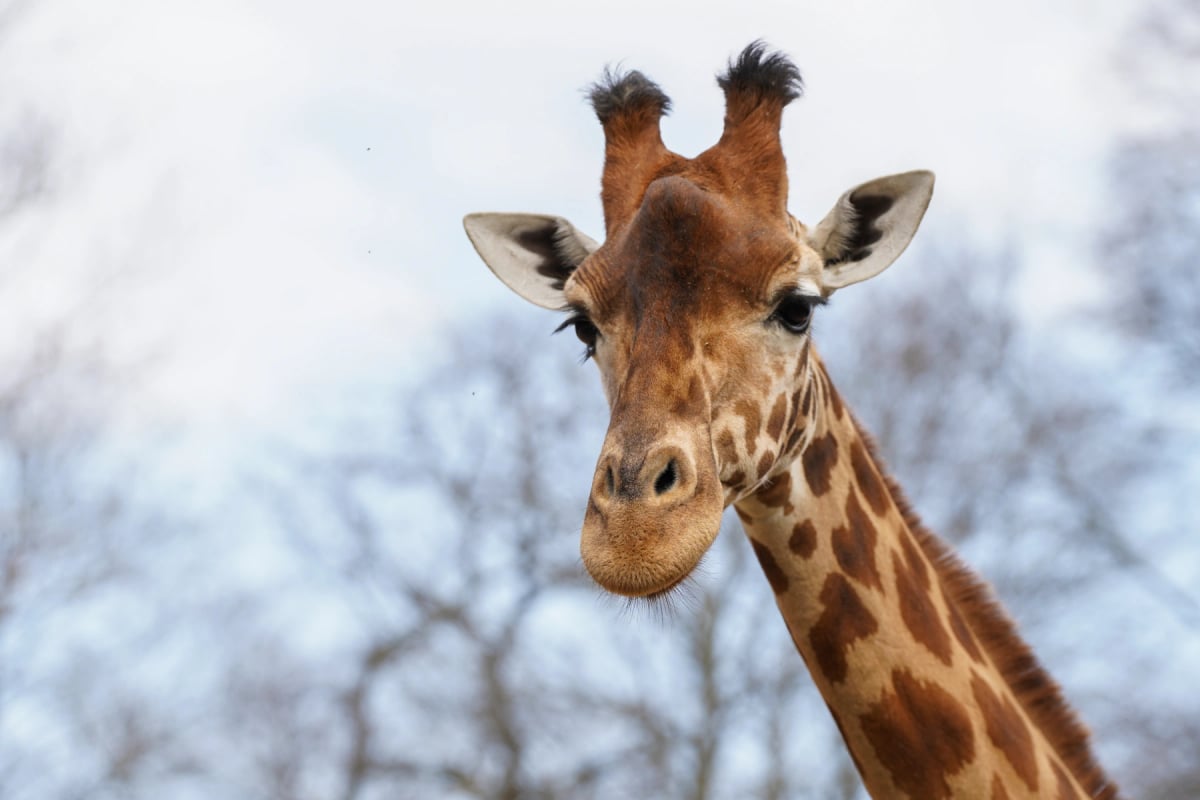 Photo by 13threephotography on iStock Giraffe in the wild