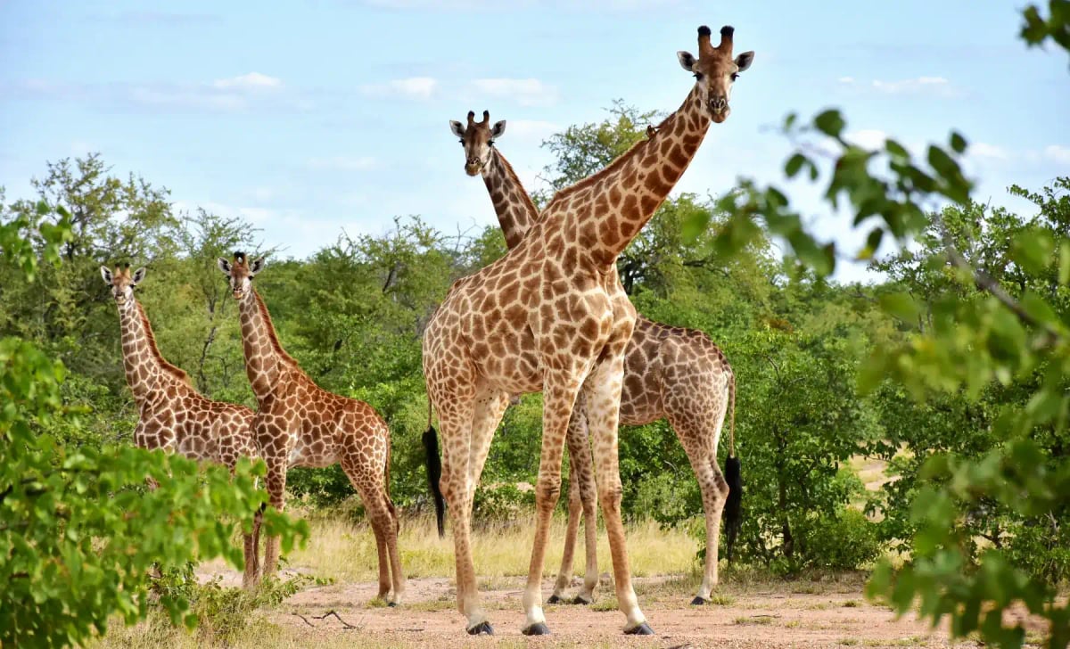 Giraffe in the wild