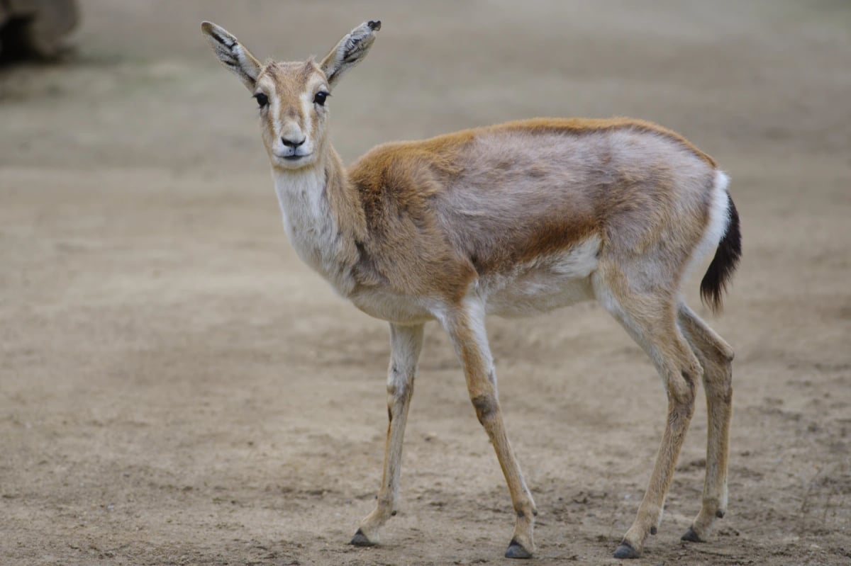 Photo by Vasyl Helevachuk on iStock Goitered Gazelle in the wild