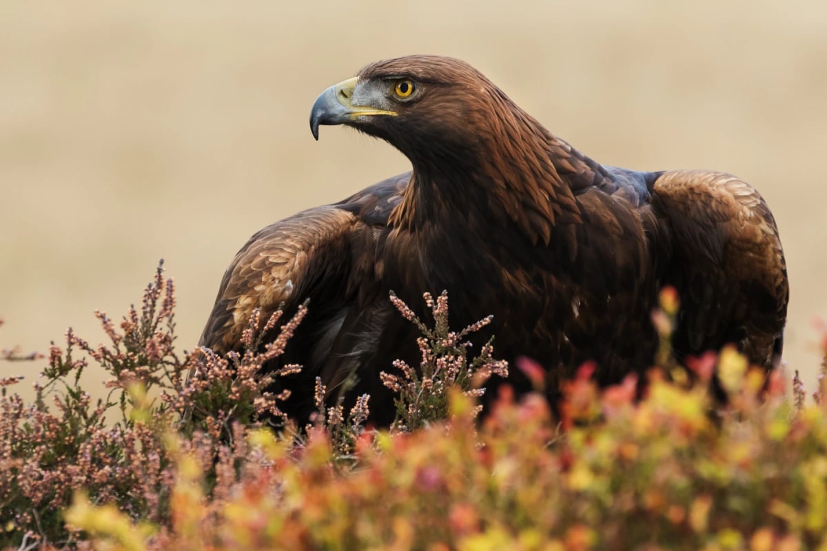 Photo by Ian Duffield on iStock Golden Eagle in the wild