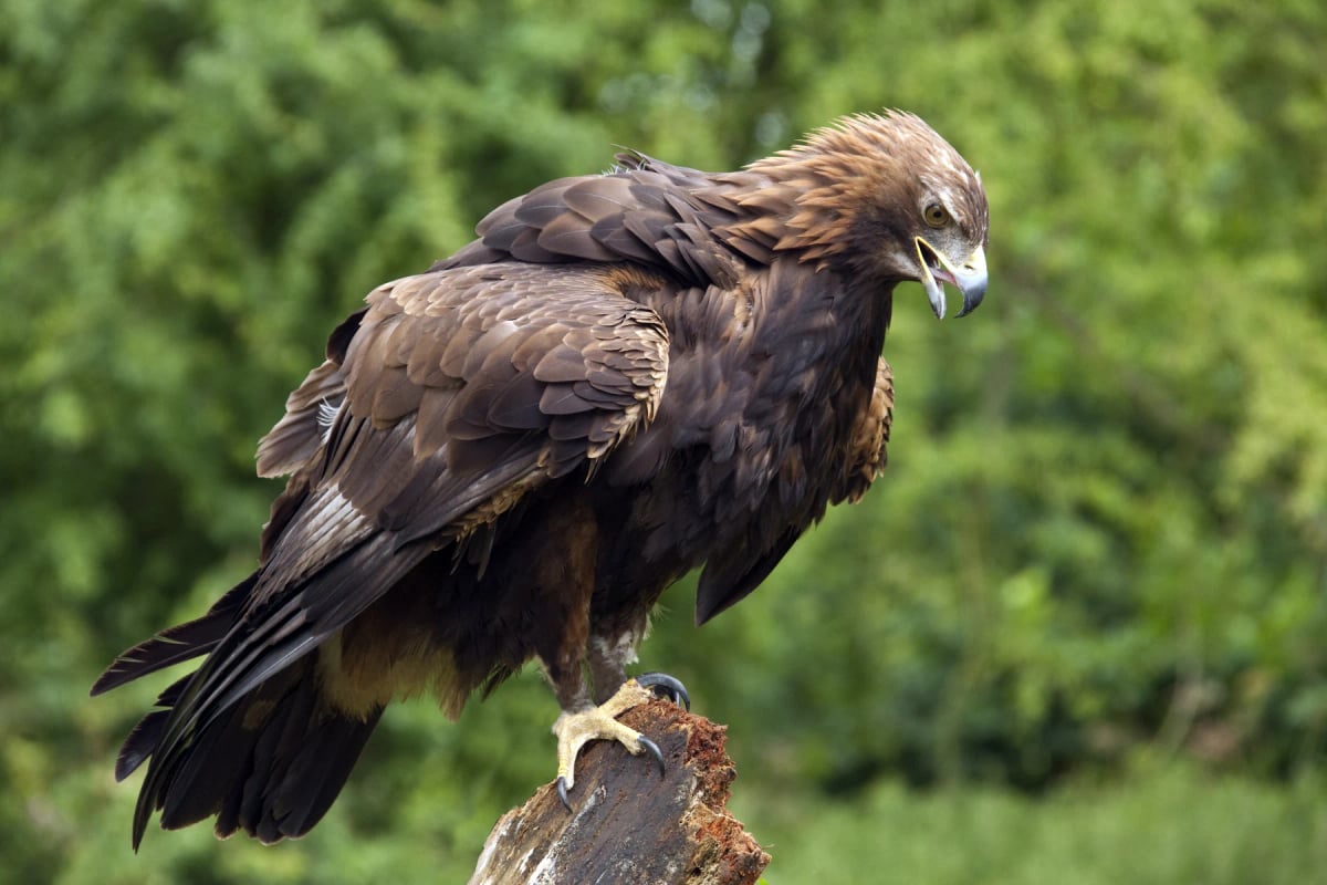 Golden Eagle in the wild