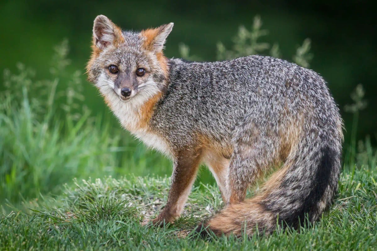 Gray Fox