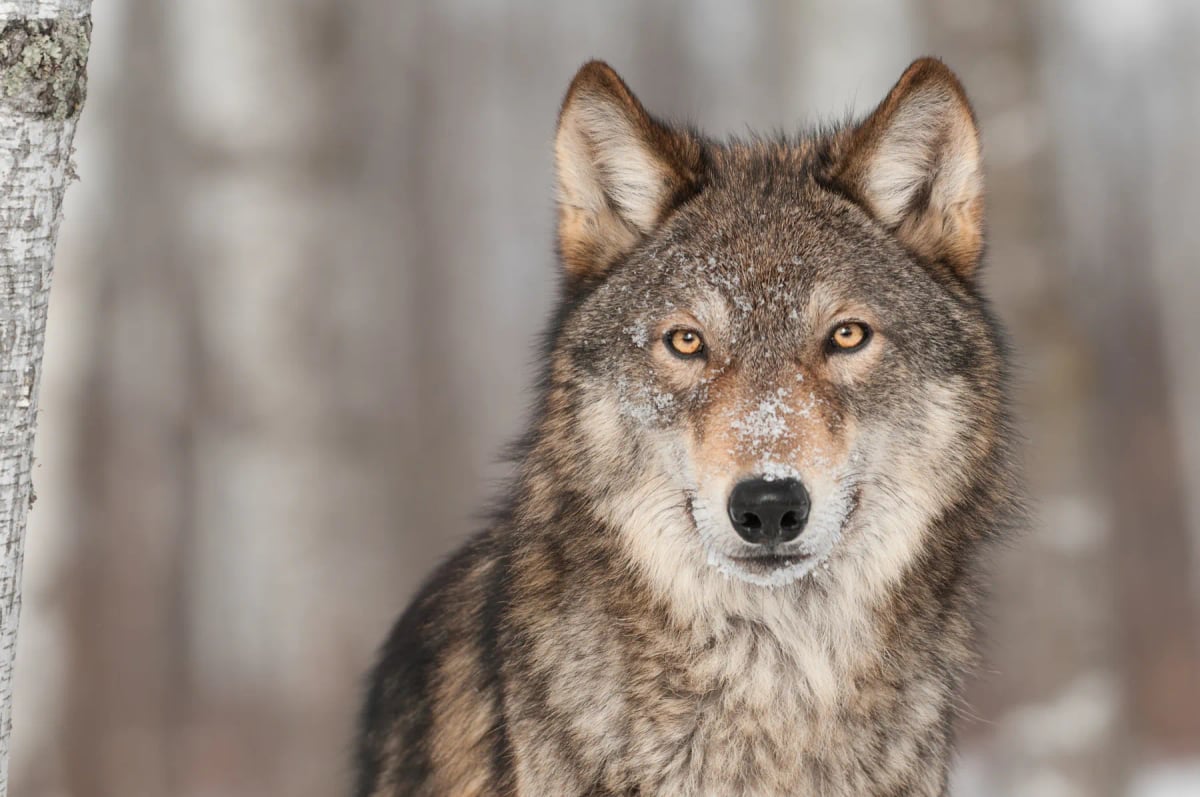 Photo by hkuchera on iStock Gray Wolf in the wild