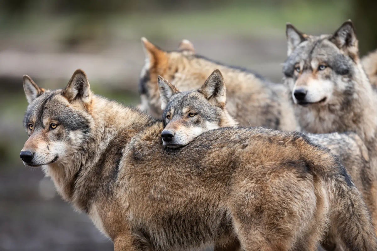 Gray Wolf in the wild