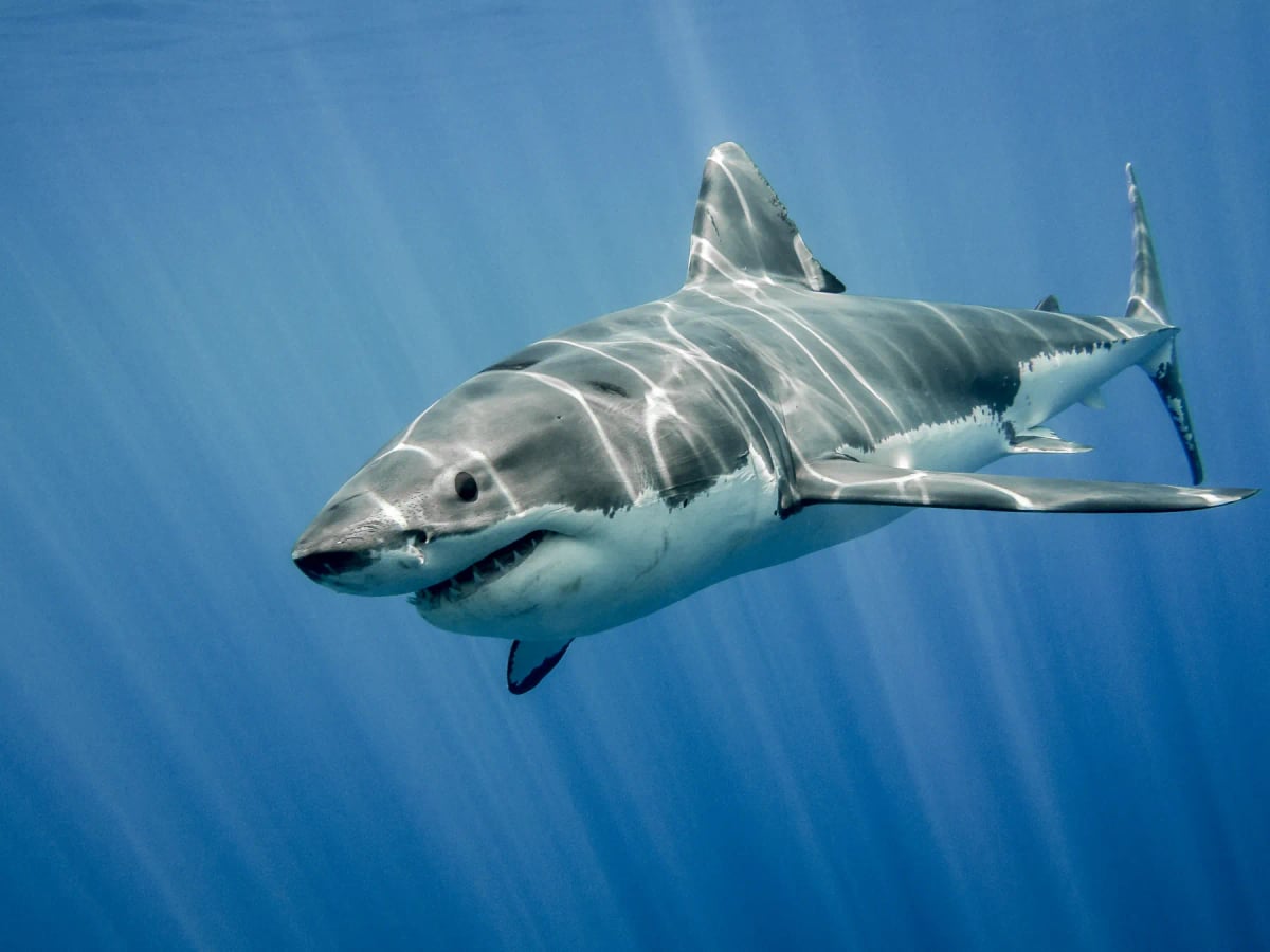 Photo by RamonCarretero on iStock Great White Shark in the wild