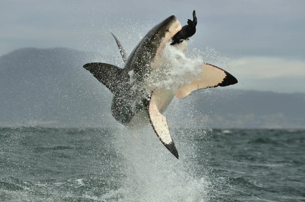Great White Shark in the wild