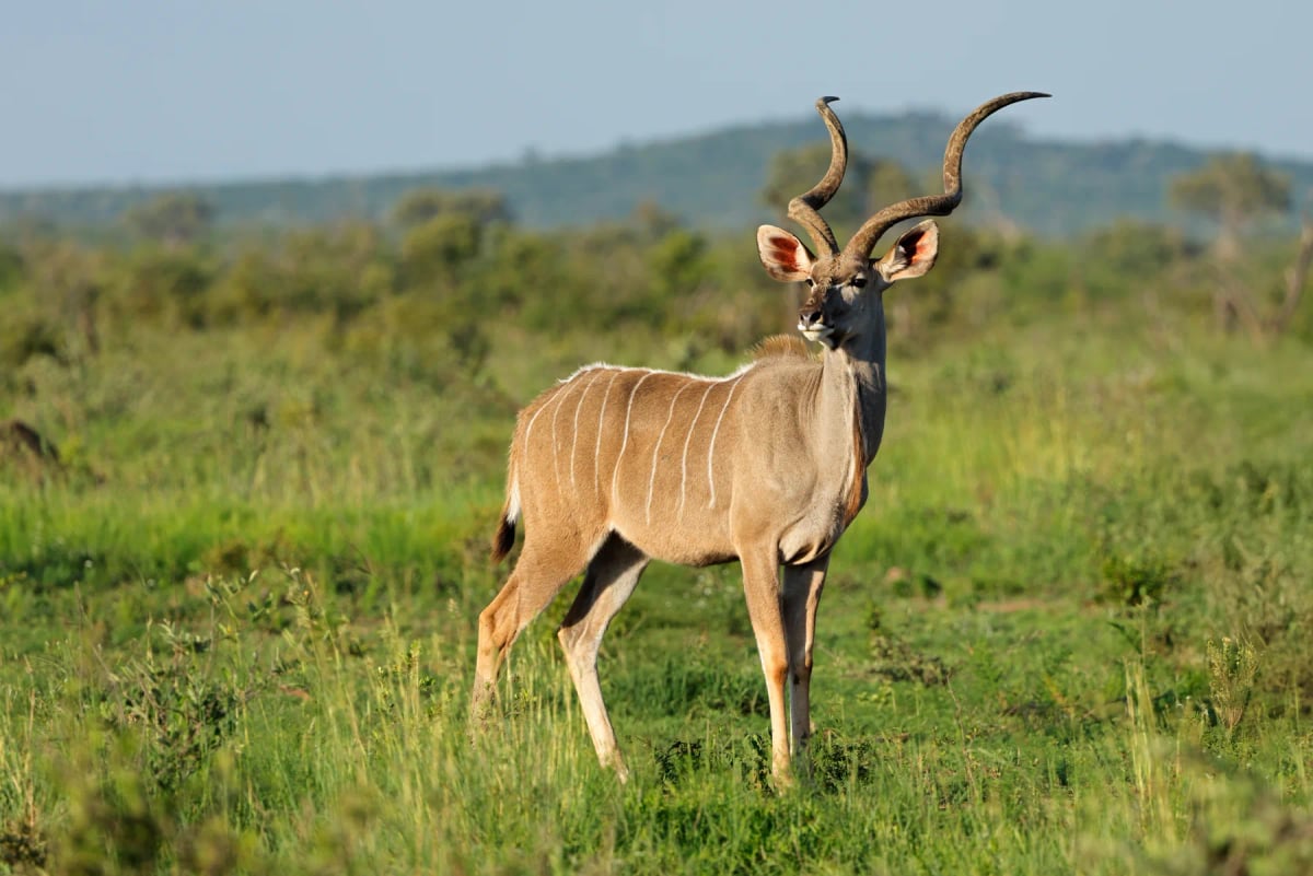 Photo by EcoPic on iStock Greater Kudu in the wild