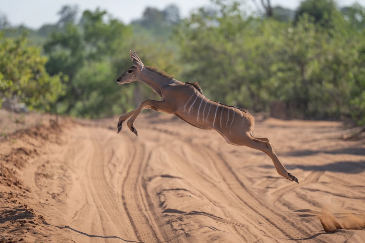 Greater Kudu in the wild