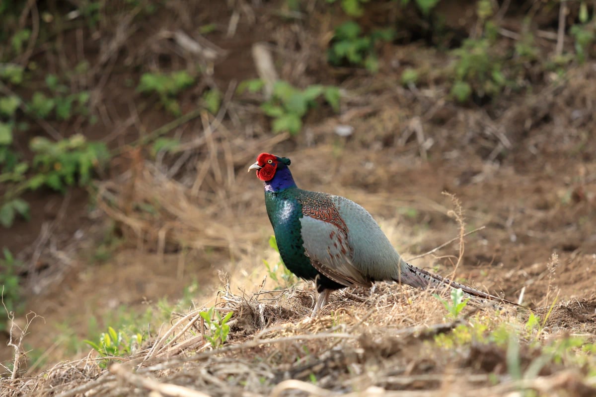 Photo by Queserasera99 on iStock Green Pheasant in the wild