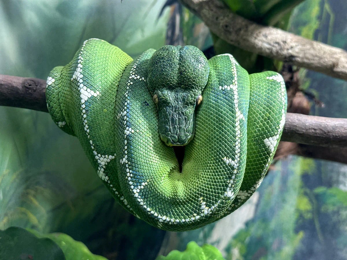 Photo by Lucas Monteiro on iStock Green Tree Python in the wild