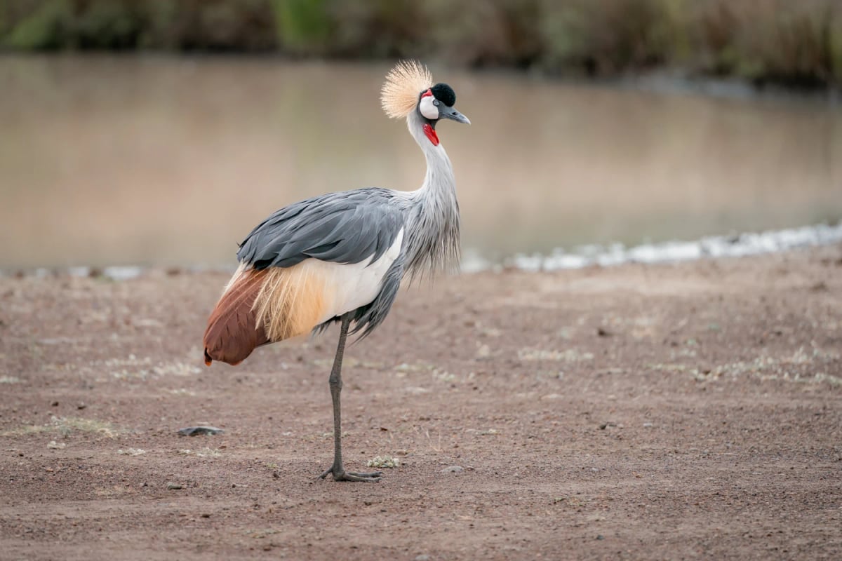 Grey Crowned Crane