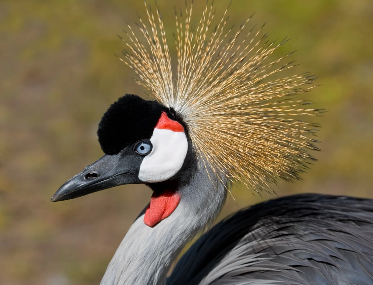 Photo by Urilux on iStock Grey Crowned Crane in the wild
