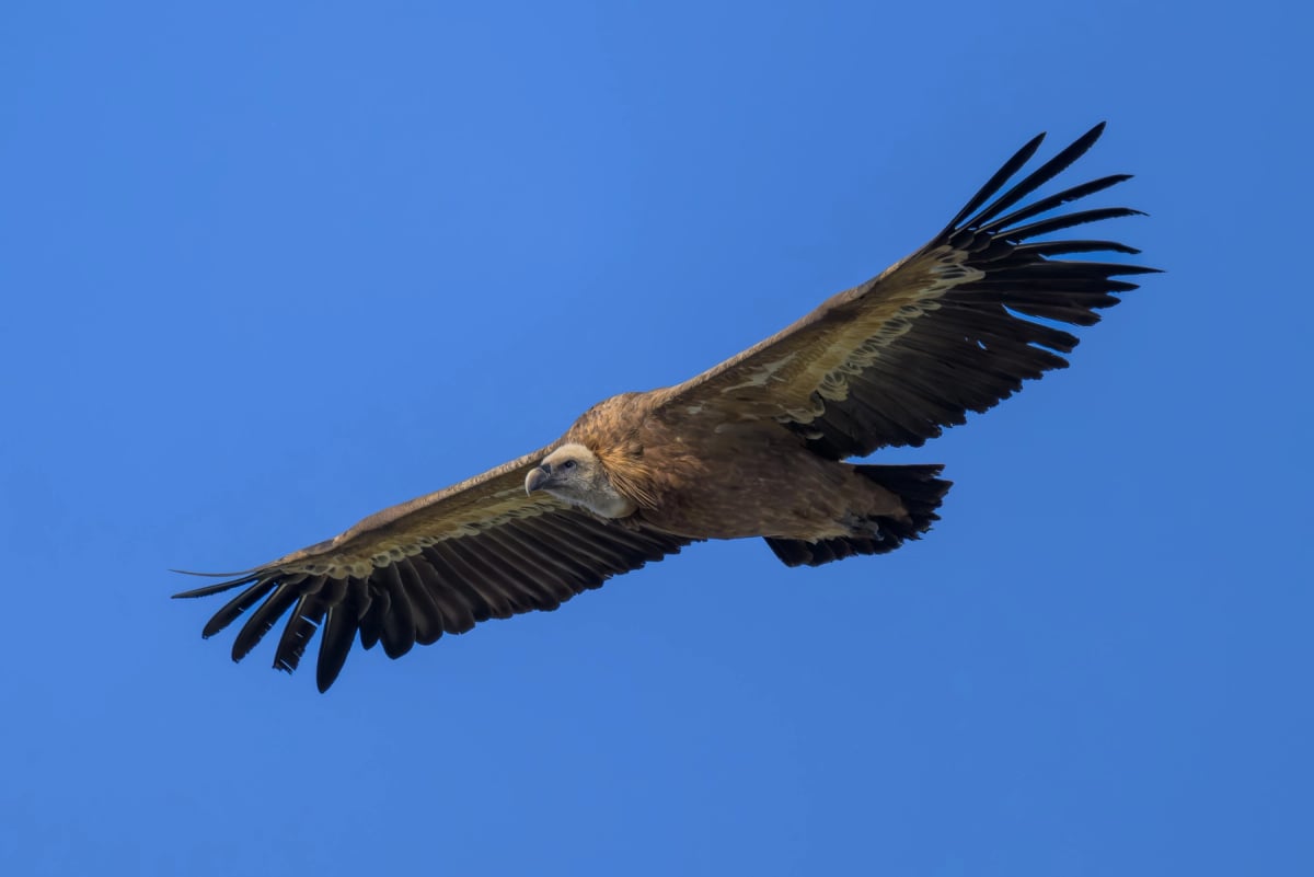 Photo by Jorge Coronel Sanz on iStock Griffon Vulture in the wild