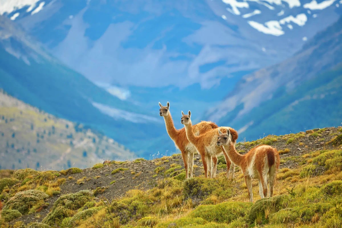 Photo by encrier on iStock Guanaco in the wild