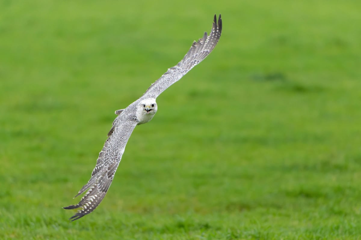 Photo by Henk Bogaard on iStock Gyrfalcon in the wild