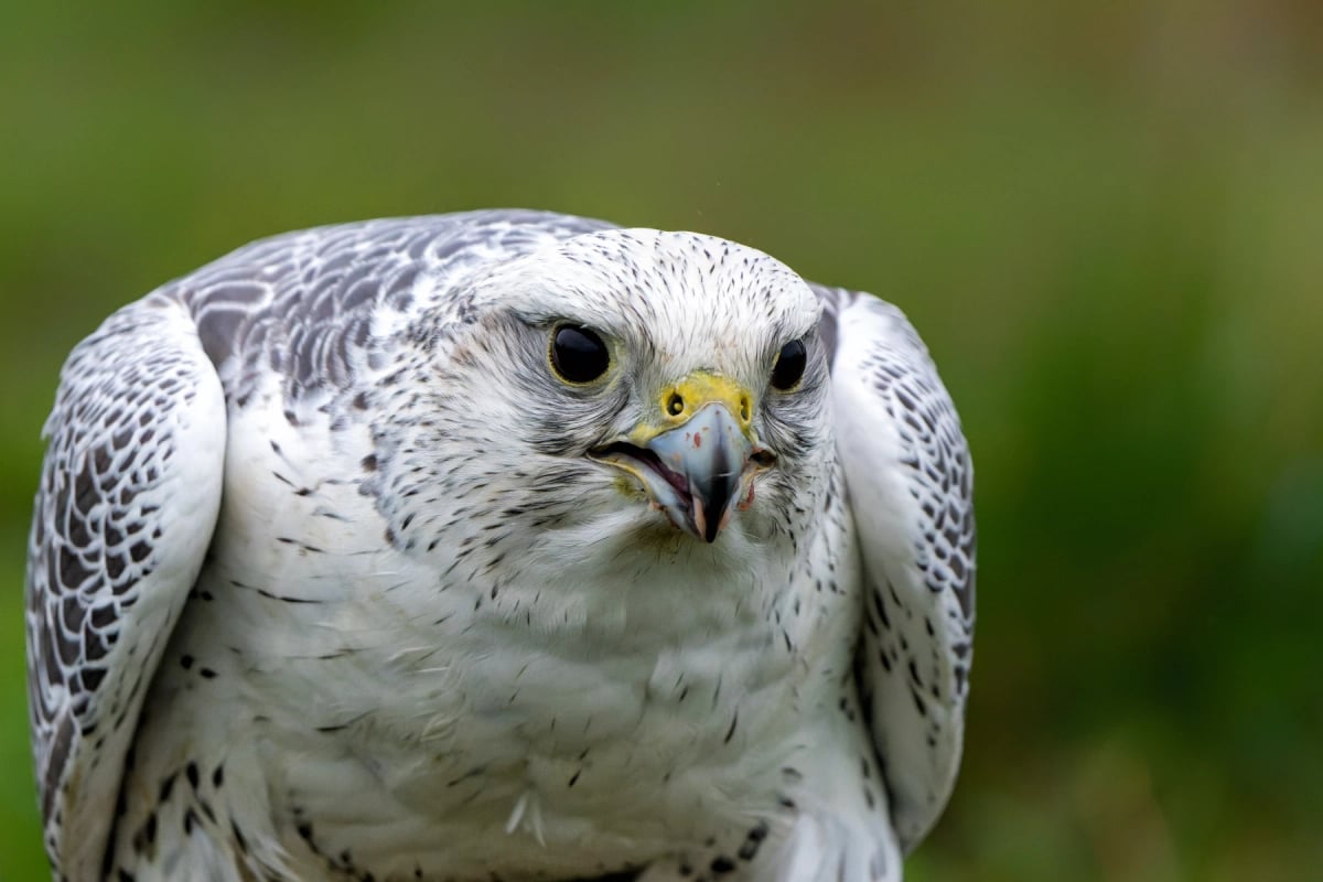 Gyrfalcon in the wild