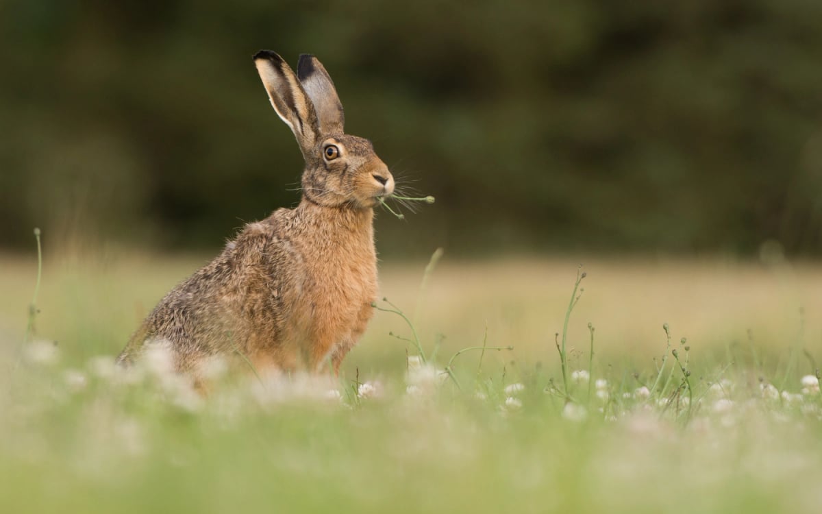 Photo by Wouter Marck on iStock Hare in the wild