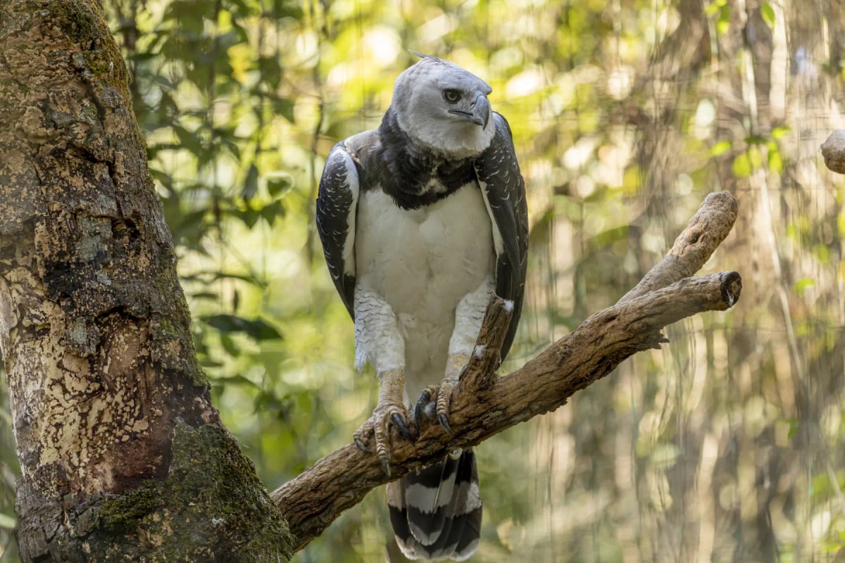 Harpy Eagle