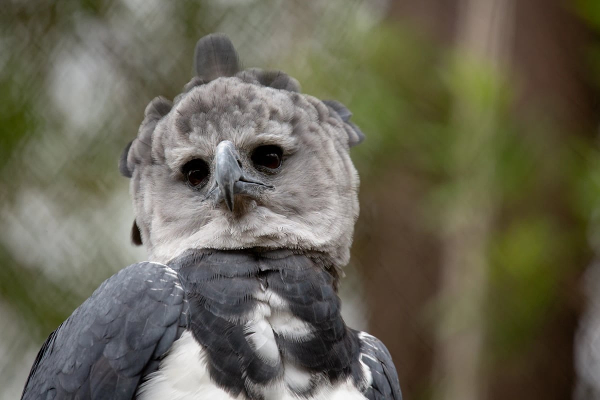 Photo by Photography By Tonelson on iStock Harpy Eagle in the wild