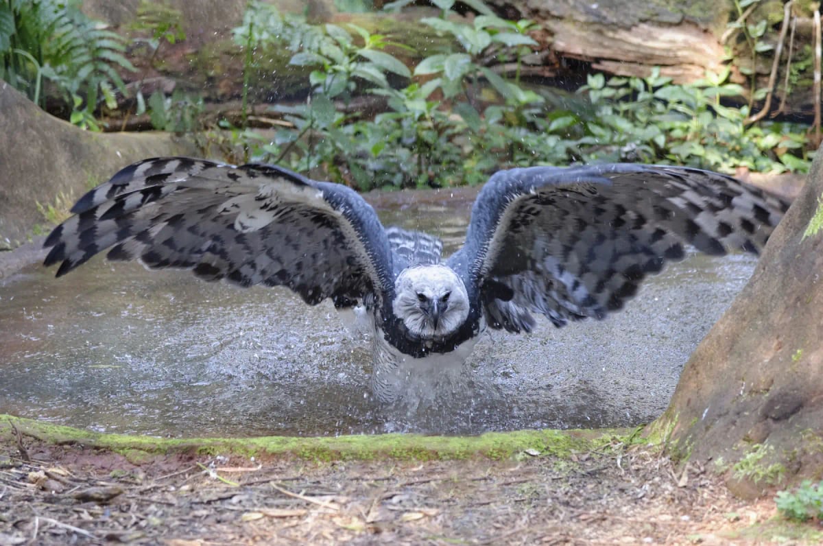 Harpy Eagle in the wild