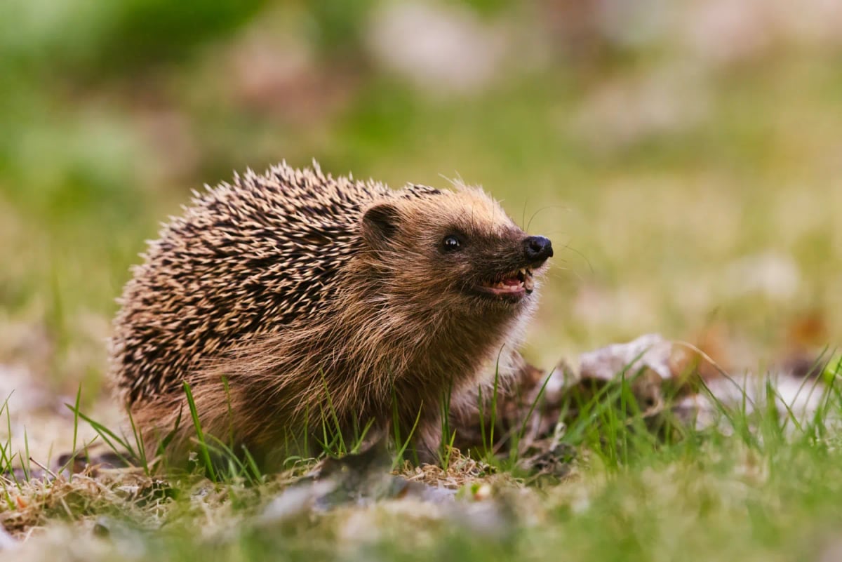 Photo by Henri Lehtola on iStock Hedgehog in the wild