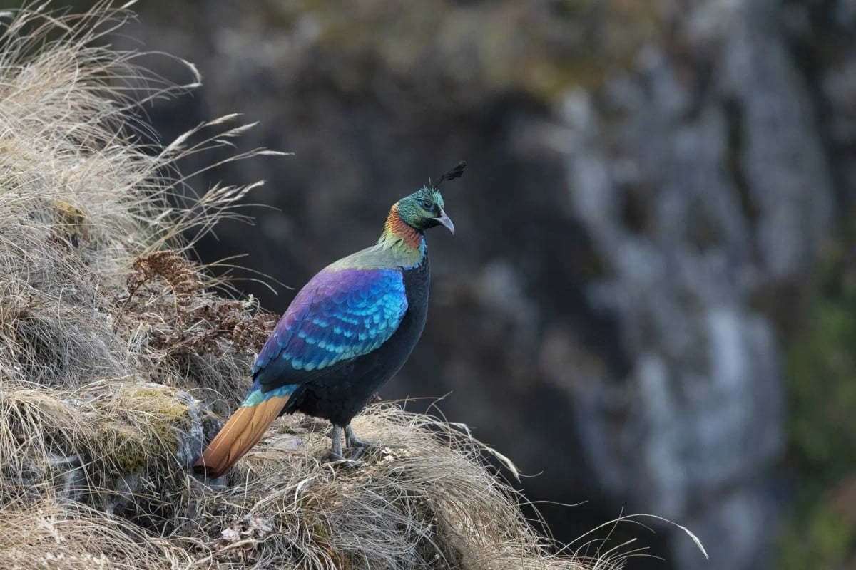 Himalayan Monal