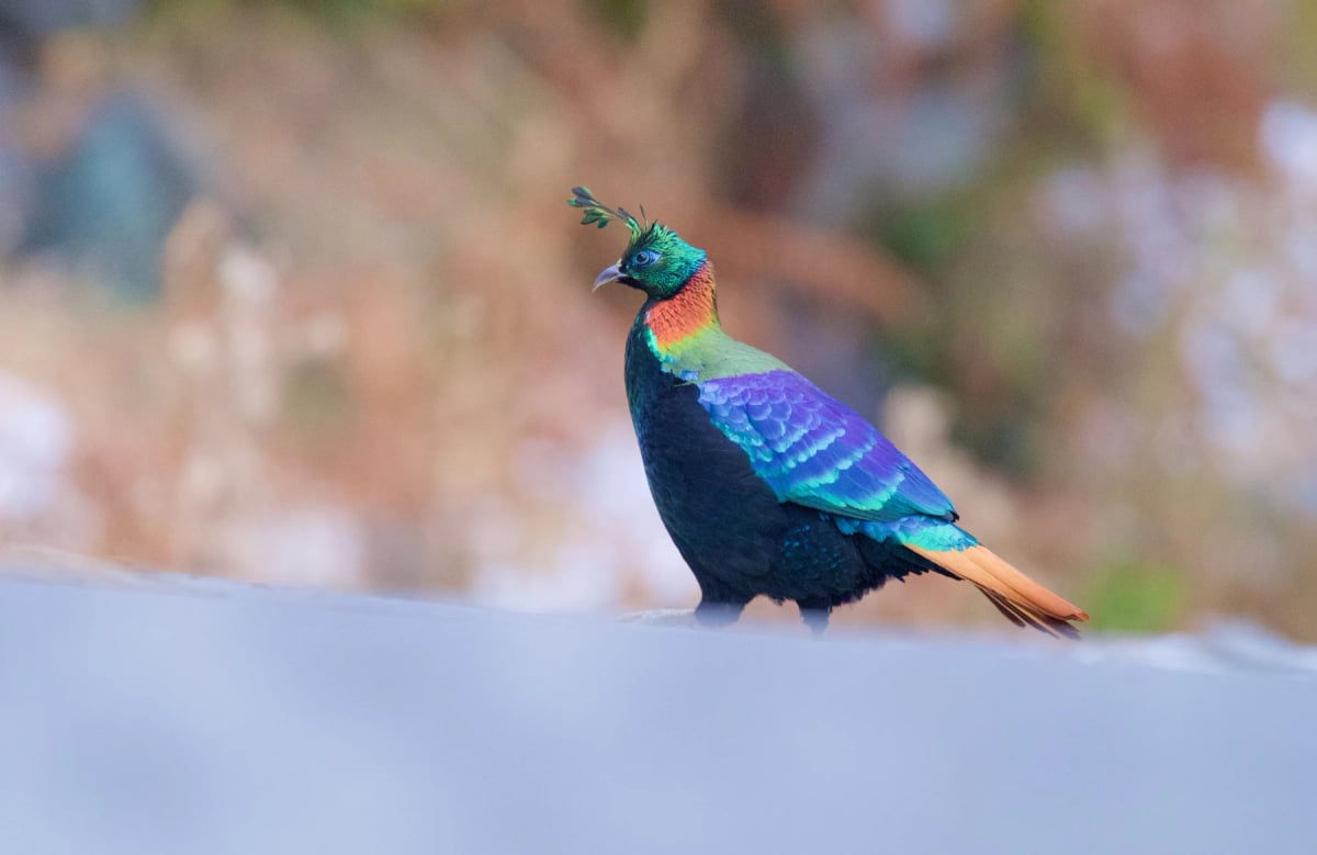 Photo by Ranzi Photography on iStock Himalayan Monal in the wild