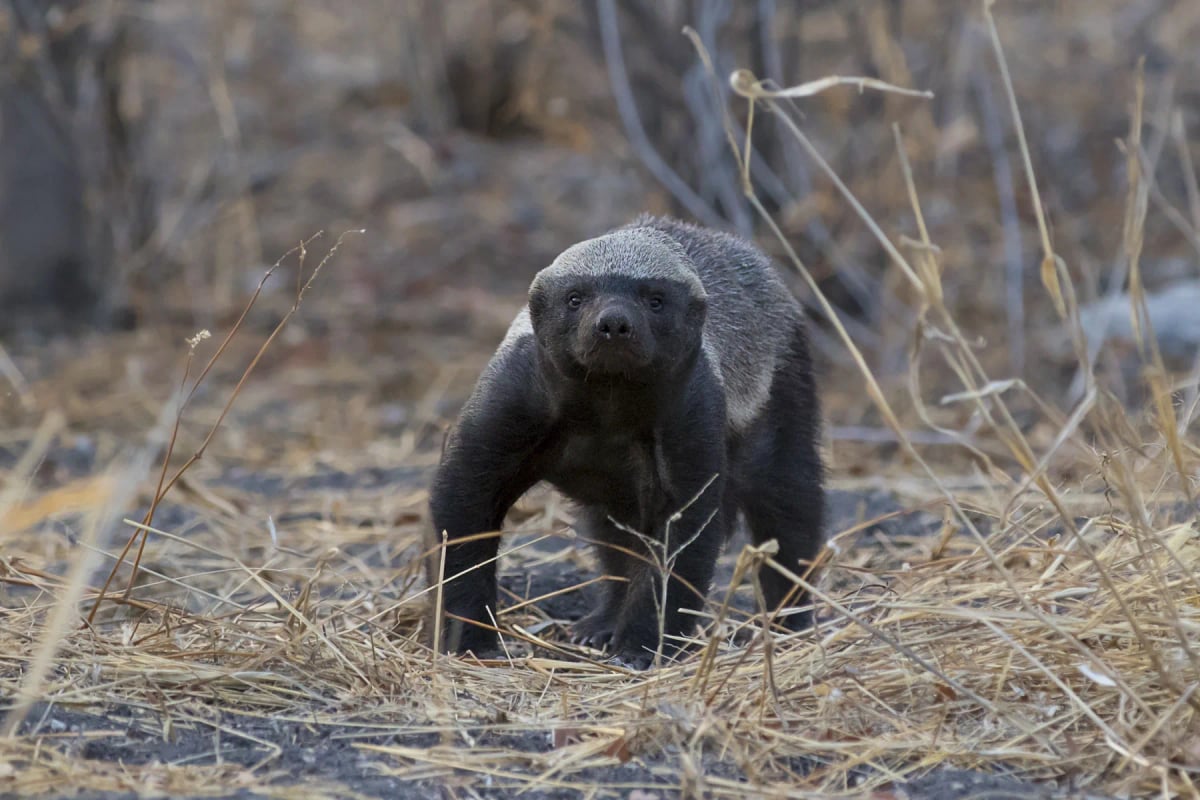 Photo by Massimo_S8 on iStock Honey Badger in the wild
