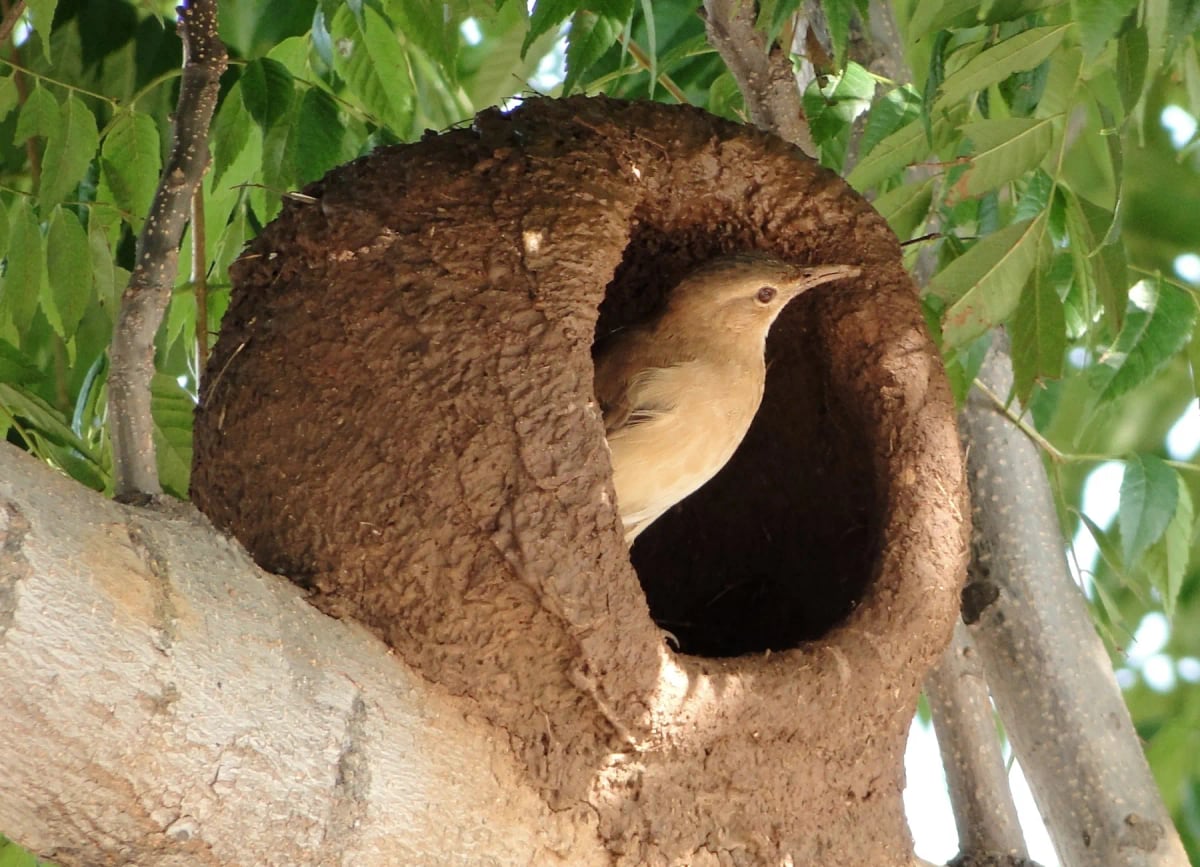 Hornero