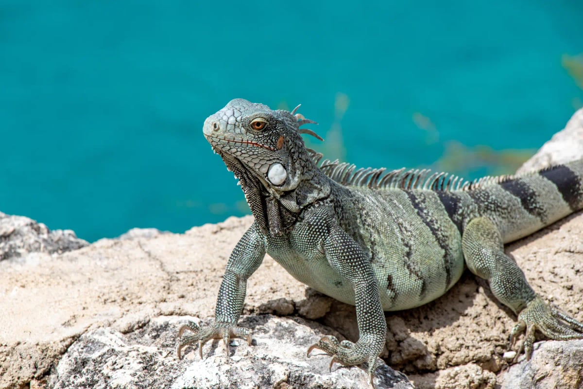 Iguana