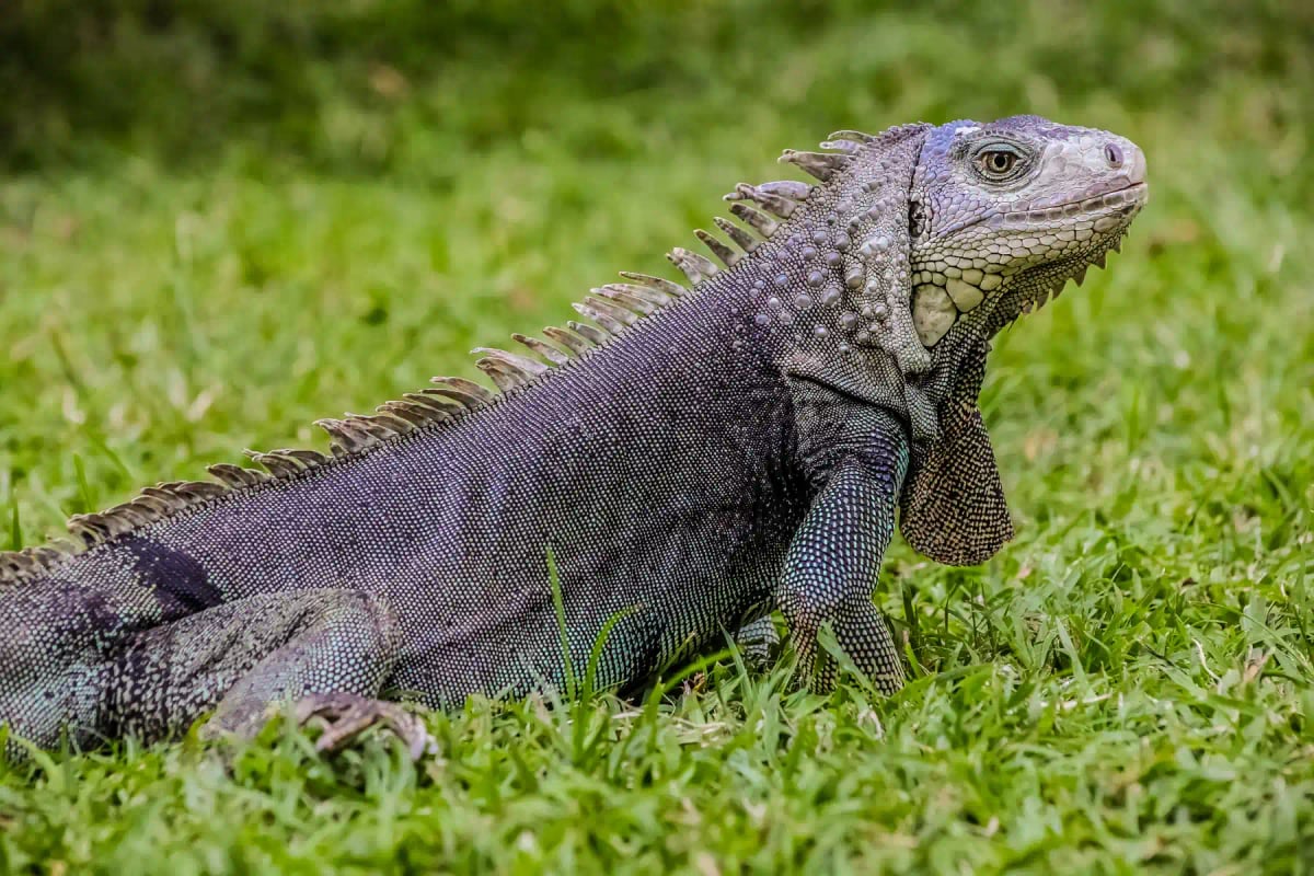 Photo by Sunshine Seeds on iStock Iguana in the wild