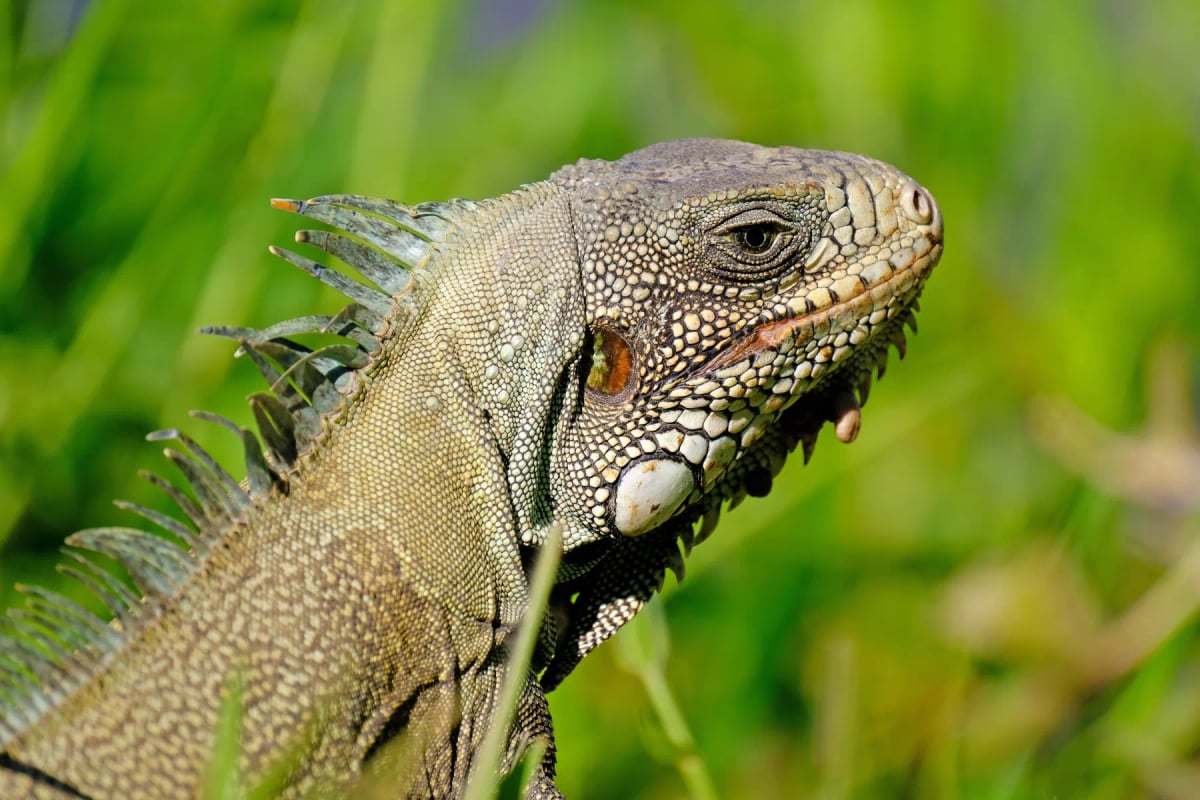 Iguana in the wild