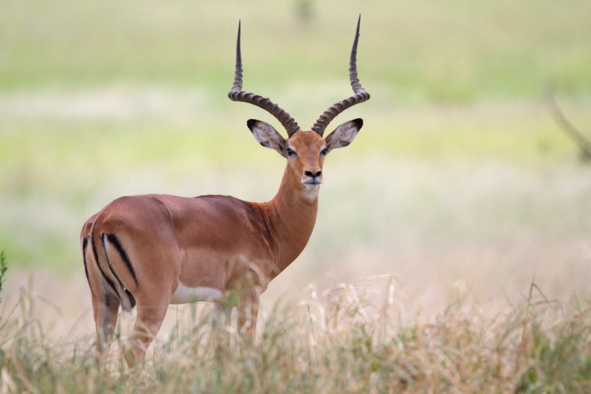 Impala