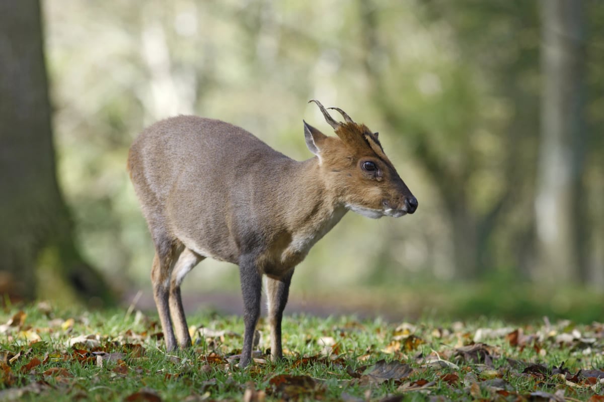 Photo by MikeLane45 on iStock Southern Red Muntjac in the wild