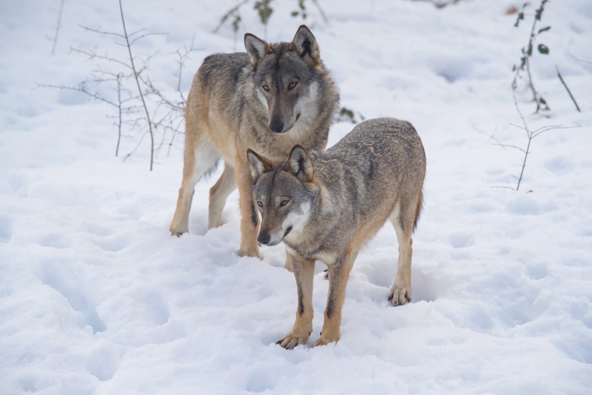Photo by alessandrobaldetti on iStock Italian Wolf in the wild