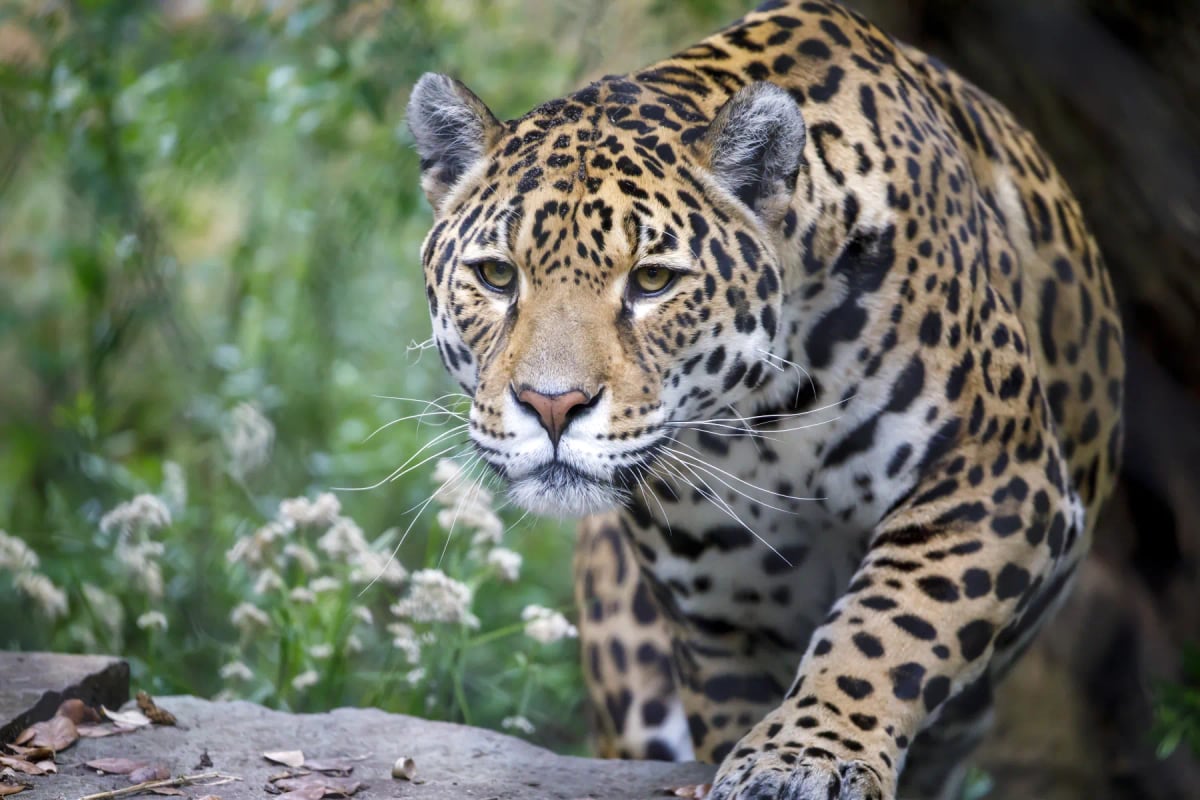 Jaguar