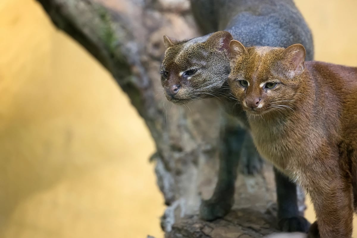 Photo by Johan10 on iStock Jaguarundi in the wild