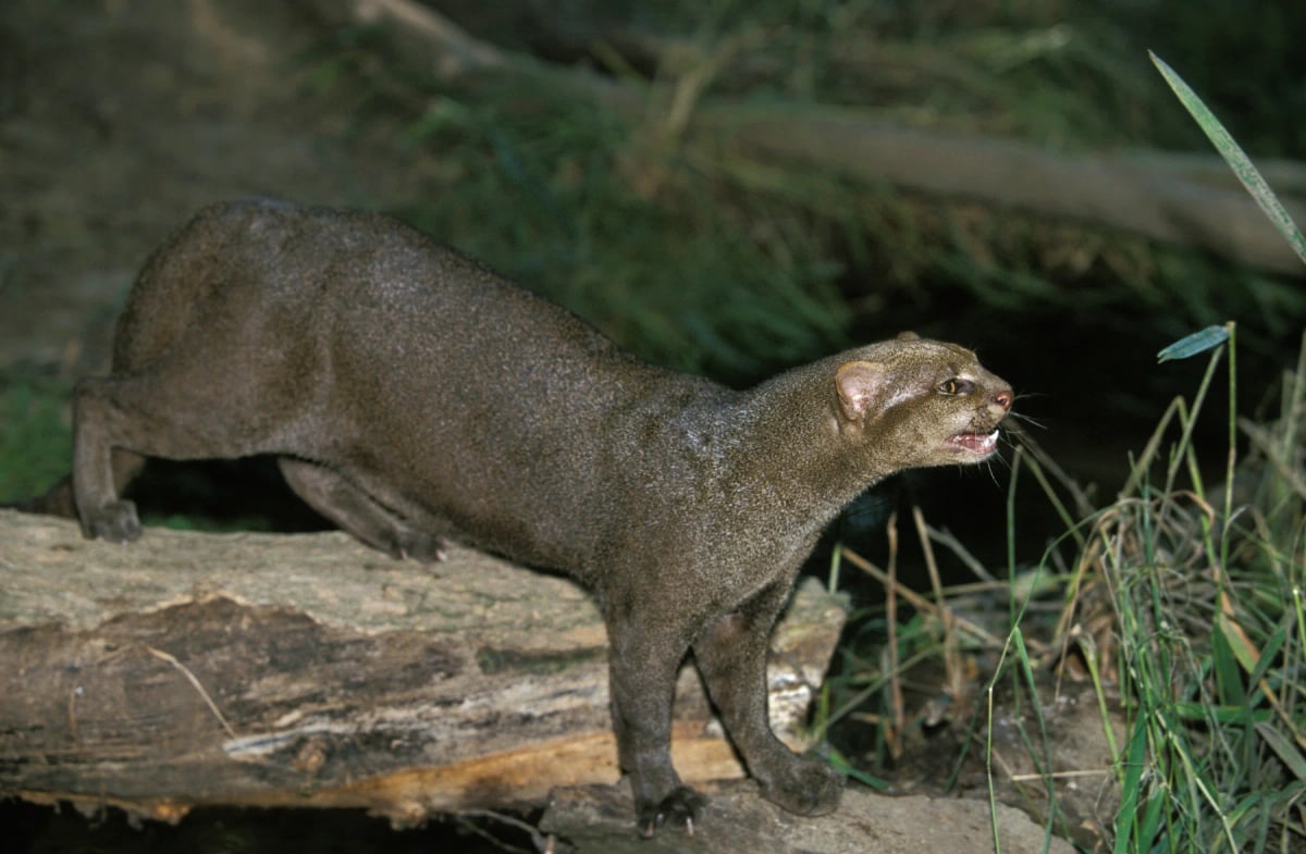 Jaguarundi in the wild