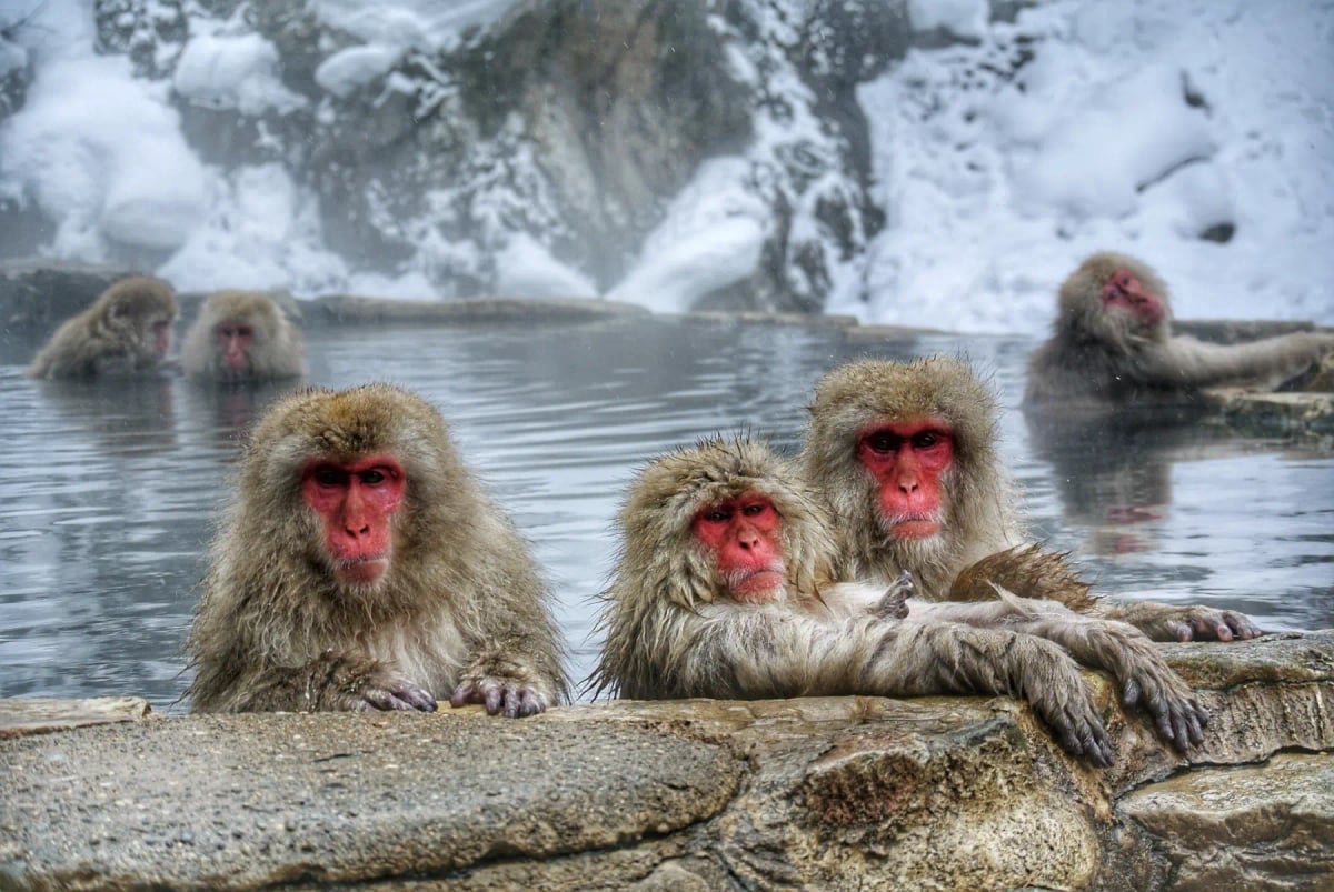 Japanese Macaque