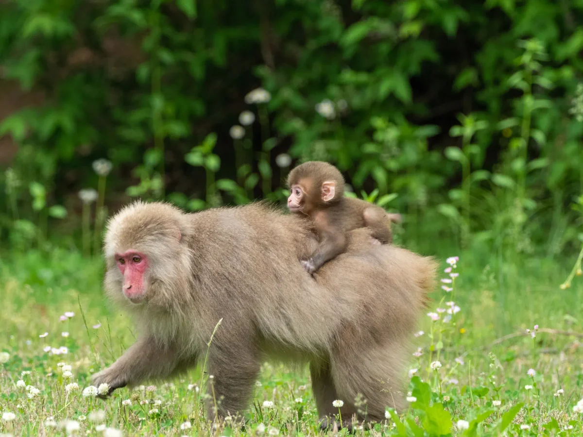 Photo by EyeEm Mobile GmbH on iStock Japanese Macaque in the wild