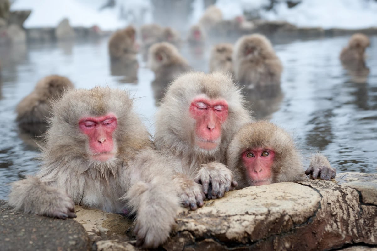 Japanese Macaque in the wild